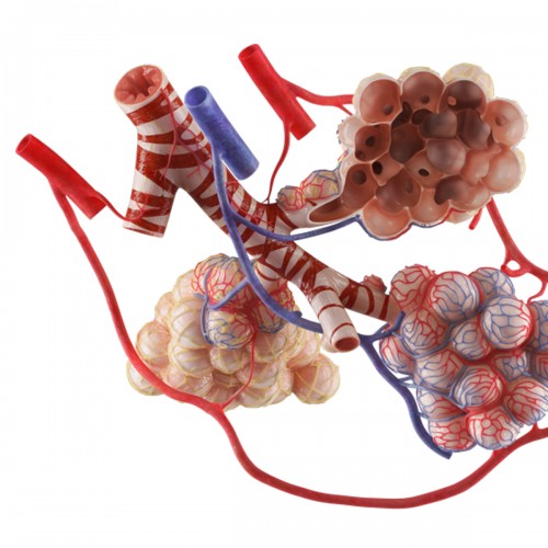 Complete Anatomy - 3B Scientific